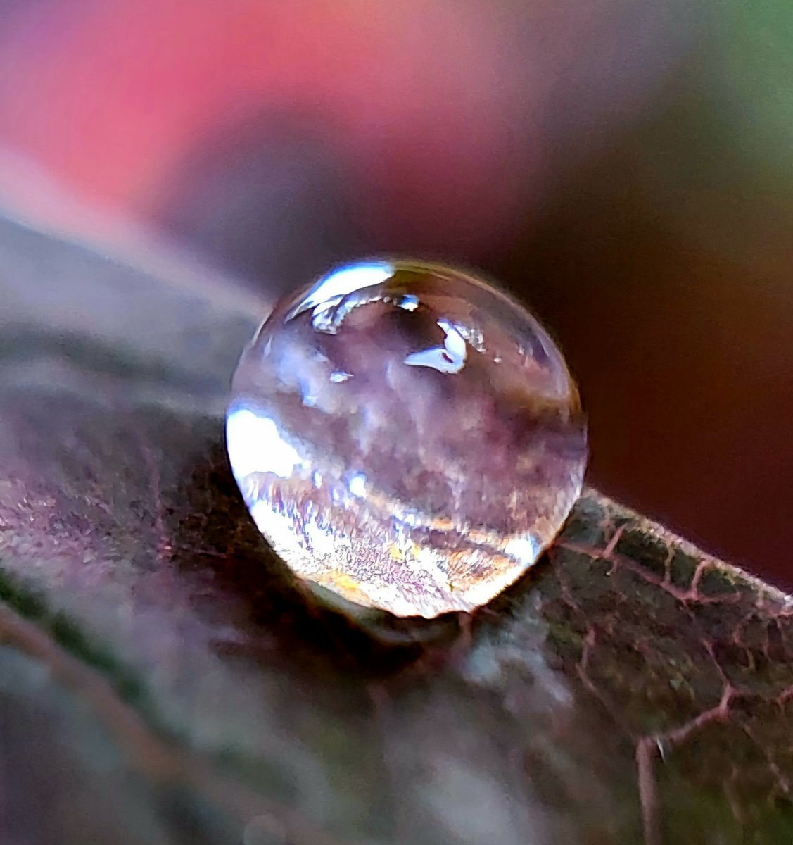 #AlphabetChallenge #WeekT is for Terrestrial sphere After all I only noticed it cause of it’s gravitational pull 😉 #macro #NaturePhotography Tell me that is not new territory right there!