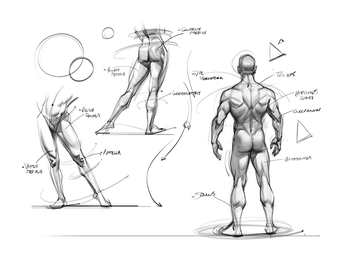 Another sample page from my 2nd eBook! #figuredrawing #gesturedrawing #doodles #lineart #gottogetbetter #shading #back #muscles #humananatomy #anatomy #legs #glutes #calves #thighs #shoulders #goals