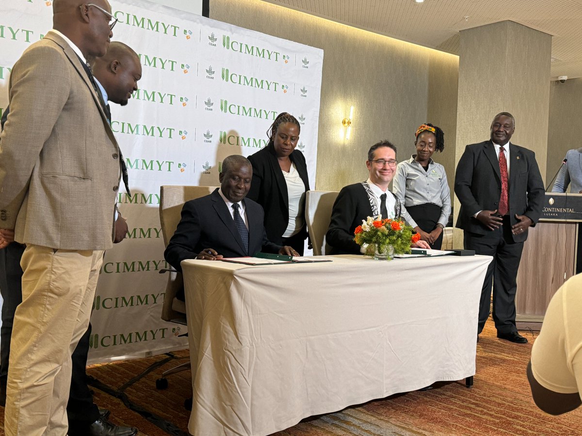 #CIMMYT's @bramaccimmyt signs a Host Country Agreement in #Zambia, making it an official host country. CIMMYT now operates in 80+ countries.🌍 @USAIDZambia More info👉 bit.ly/4acDxHG