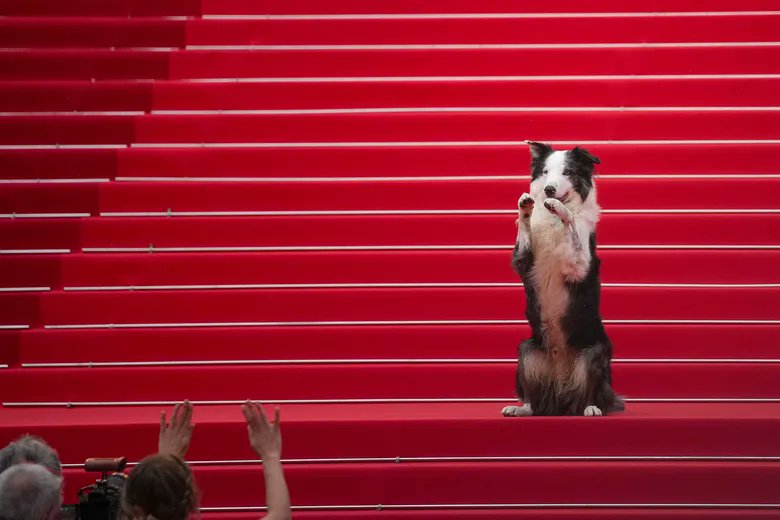 بوابة الوفد| الكلب ميسي يخطف الأنظار من نجمات هولييود على السجادة الحمراء ب #مهرجان_كان 