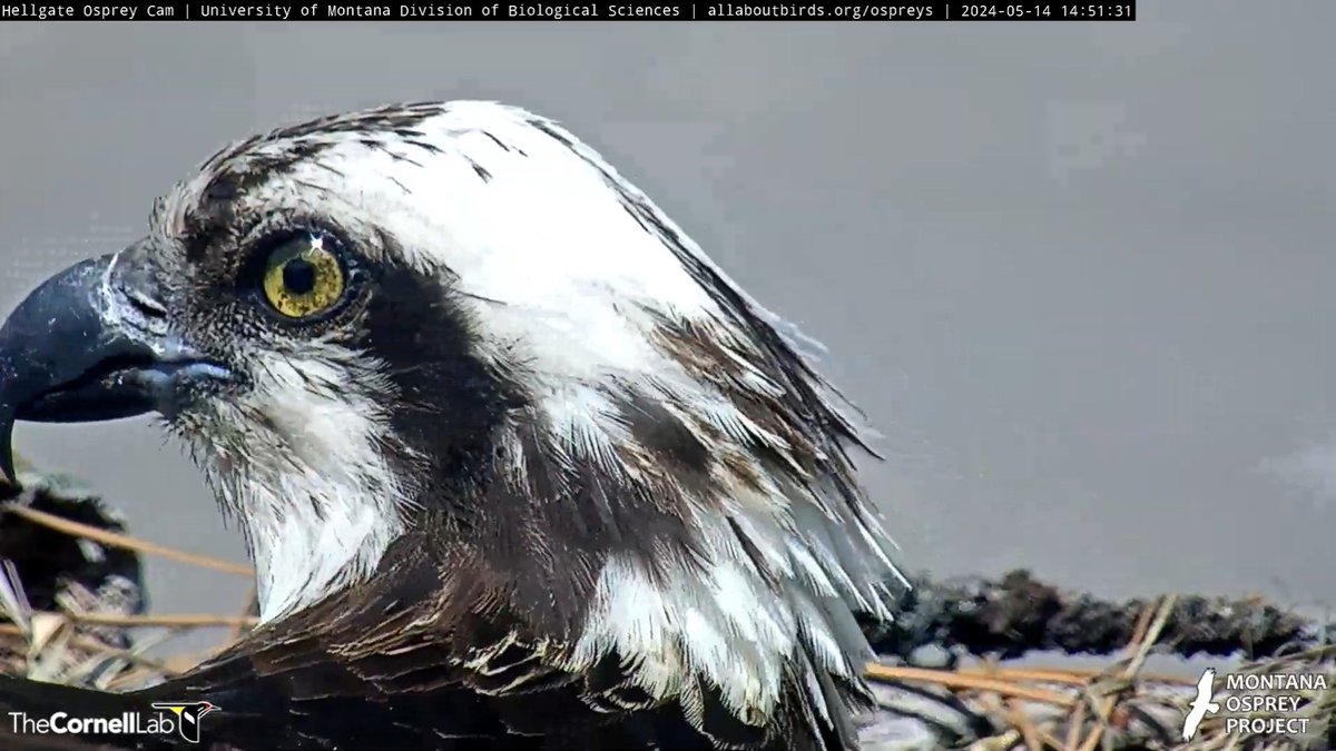 14:51, 5/14 Iris and her famous eyes #HellgateOsprey