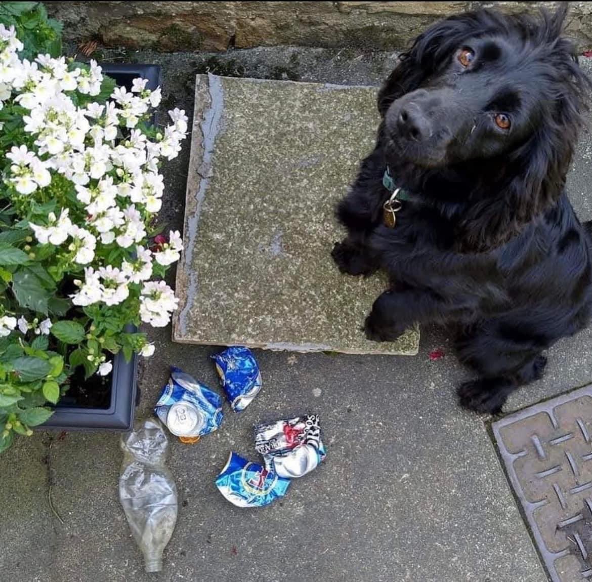 Picking up #litter while walking the dog is a simple idea but so effective where there are lots of us doing it as fewer people drop litter in clean areas

It’s also great for mental health doing something that has an immediate visible impact. Join us!

#mentalhealthawarenessweek