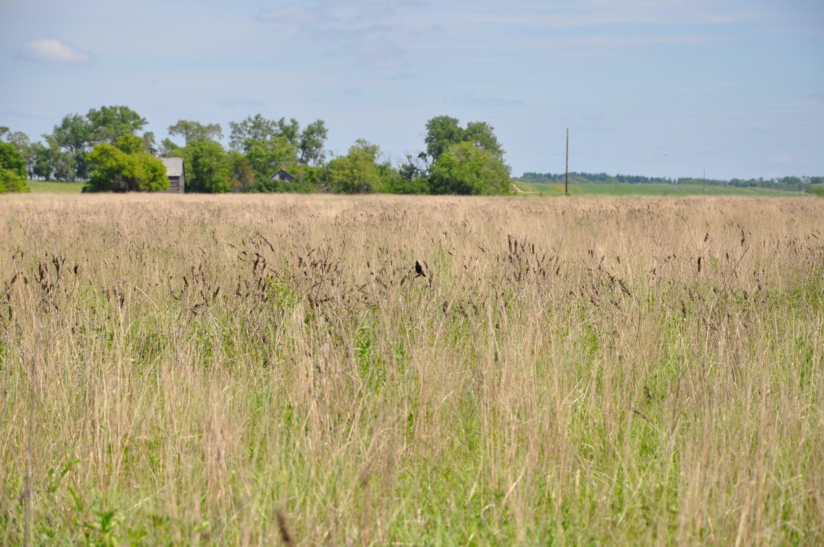 With yearly rental payments, CRP helps producers and landowners protect natural resources by establishing land cover, improving water quality and increasing wildlife habitat: bit.ly/3HJ5pYm