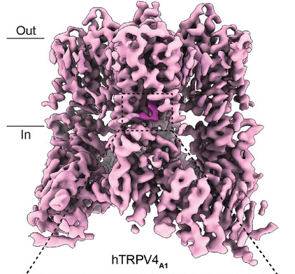 Structural Pharmacology of TRPV4 Antagonists. Adv.Sci. Check the #cryoEM #structure of this #membrane #protein in the UniTmp database: pdbtm.unitmp.org/entry/8ju5

onlinelibrary.wiley.com/doi/10.1002/ad…