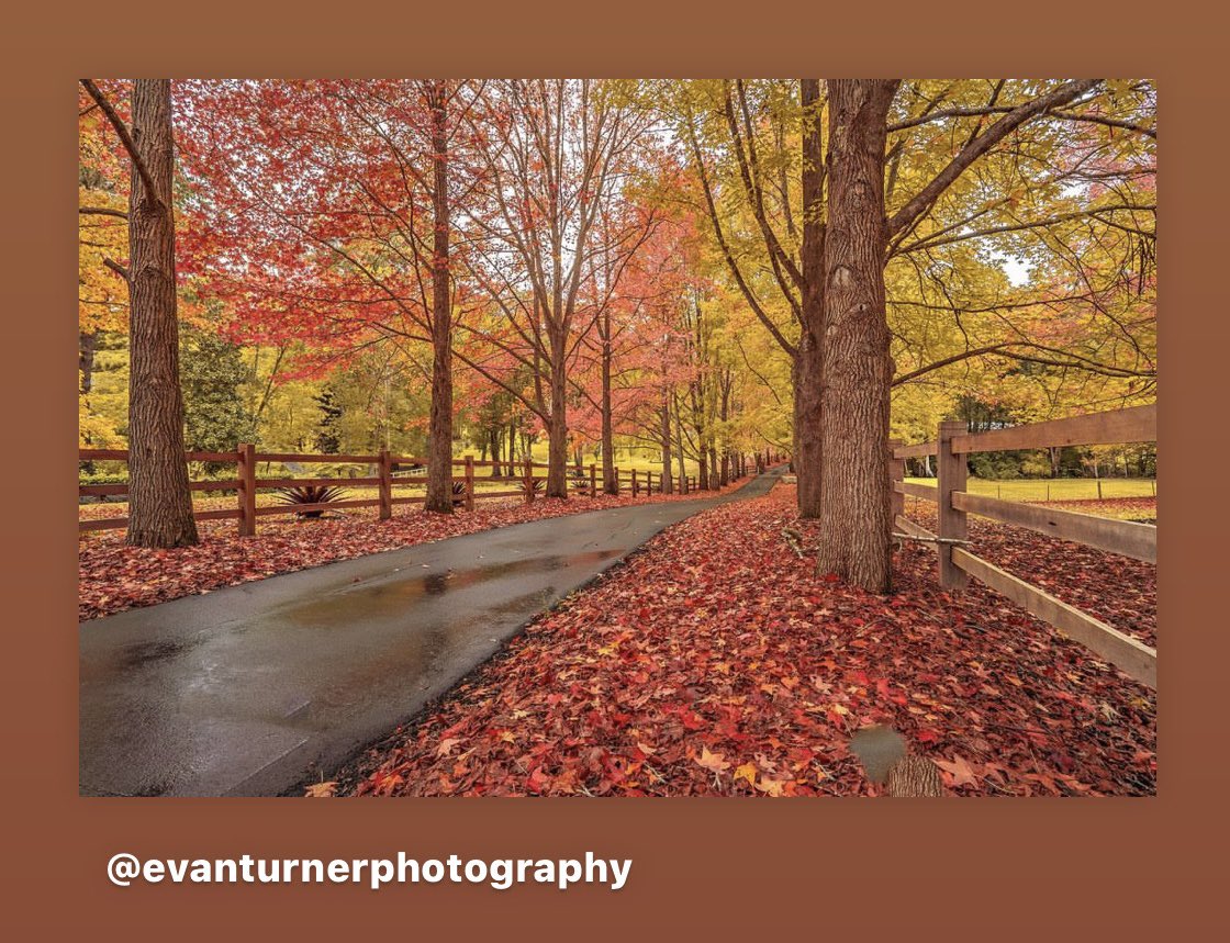 Autumn Morning in Matcham 🍁🍁
•
#sonya7iii #sony1635mm 
•
📌 @evanturnerphotography 
•
#landscapephotography #autumn #colours #australia #landscape #nature #trees #seeaustralia #centralcoast #matcham #centralcoastnsw