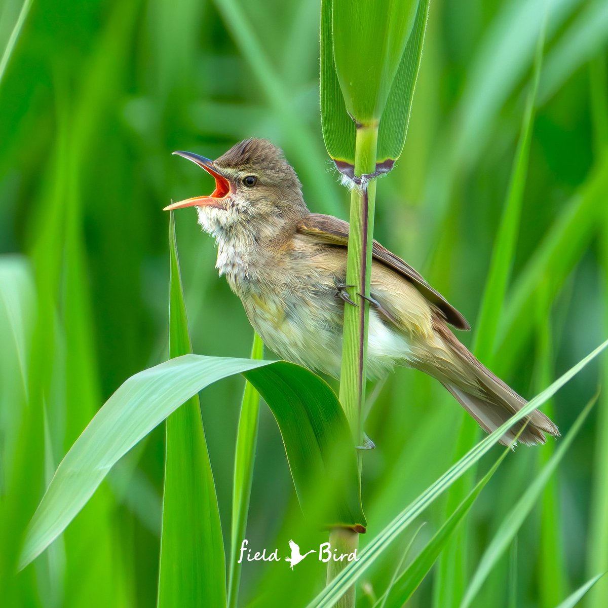 おはようございます꒰◍･ᗜ･◍꒱
ギョシギョシ、ギョギョギョ🎶
わたしが側で鳴くと
目覚まし⏰の代わりになりますよ

#愛鳥週間
#オオヨシキリ #野鳥 #野鳥写真 #野鳥観察
#SonyAlpha #これソニーで撮りました
#写真撮ってる人と繋がりたい