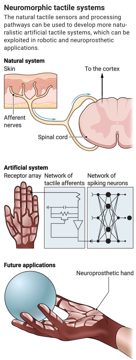 Researchers in Science present an artificial tactile system that mimics the natural touch receptors and peripheral nerve–processing pathways and uses the timing of action potentials in neurons to enable rapid object recognition. scim.ag/6X2; scim.ag/6X3