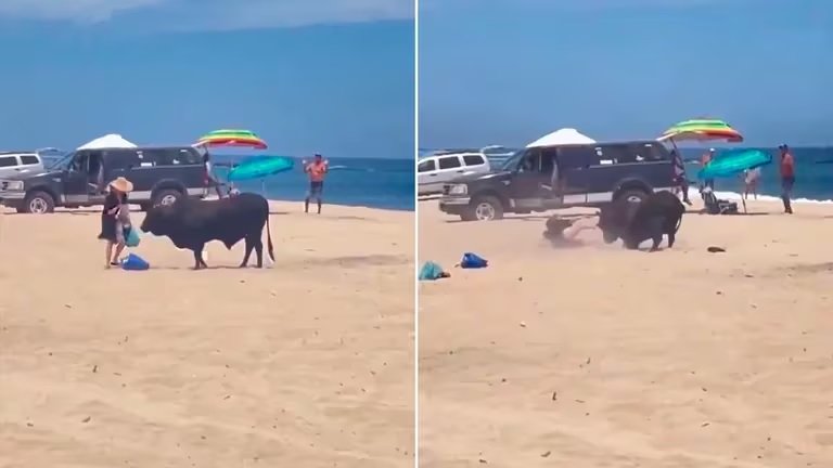 Así fue el momento en el que un toro embistió a una turista en una playa de Los Cabos entregrillosychapulines.com/?p=252138