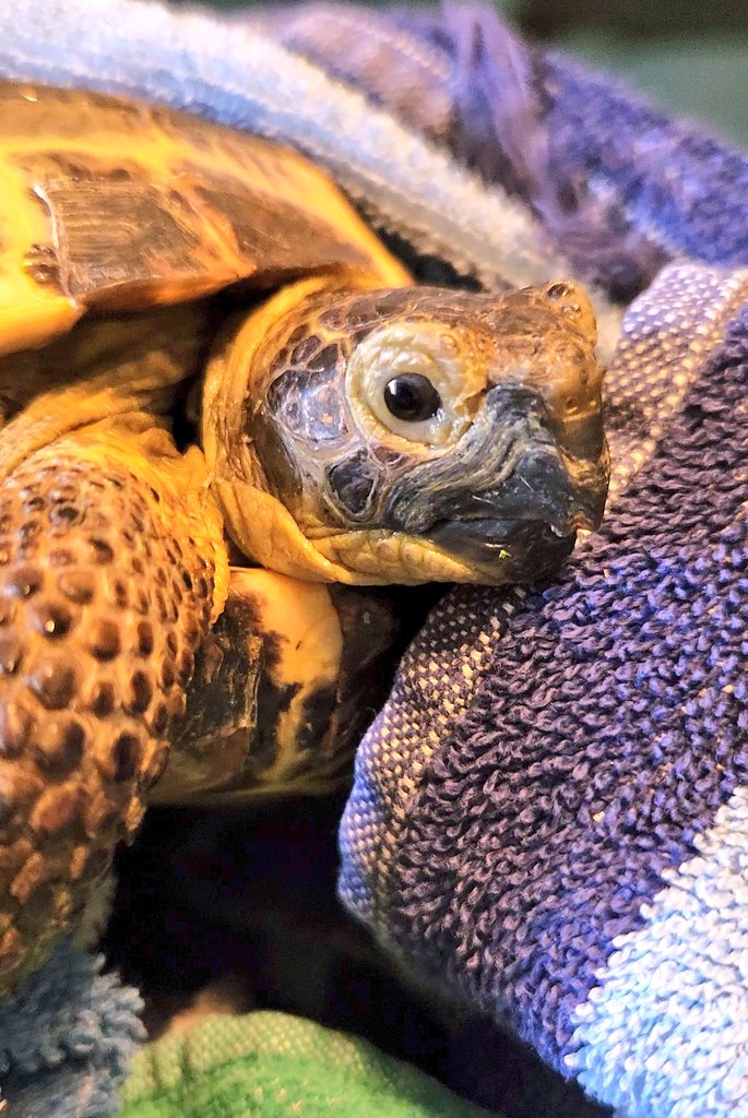 Bathtime #tortoiselife