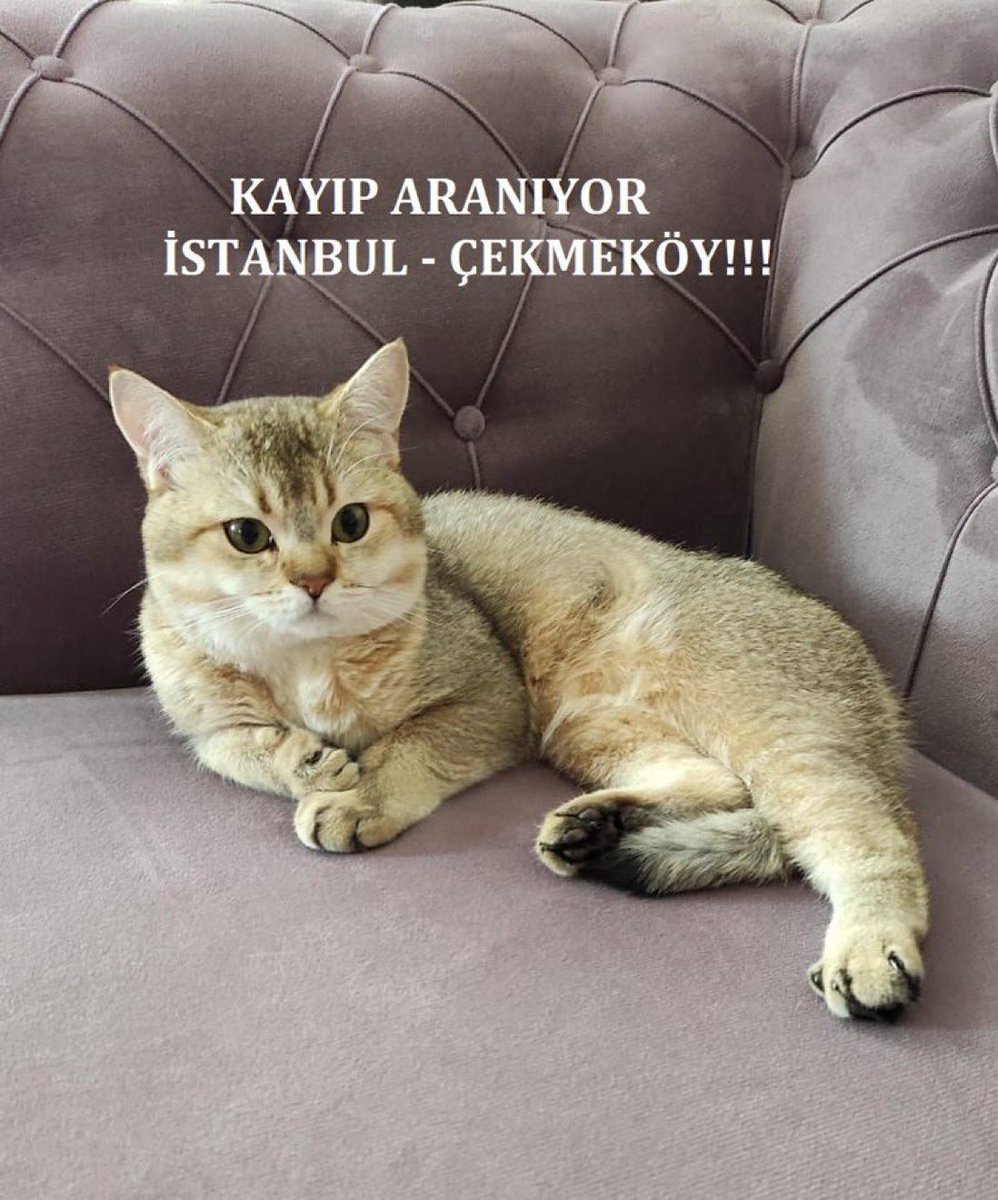 İSTANBUL - ÇEKMEKÖY / PONÇİK PİSİ KAYIP - ARANIYOR ⚠️🆘

İletişim: 0530 640 23 38
"Çekmeköy Hamidiye mah. 8 Mayıs Çarşamba gecesi Ponçik pisi kayboldu. Erkek. Gören ya da bulanların yukarıdaki numaradan aramalarını rica ediyoruz.
<a href="/kayipdostlar/">Kayıp Dostlar</a>