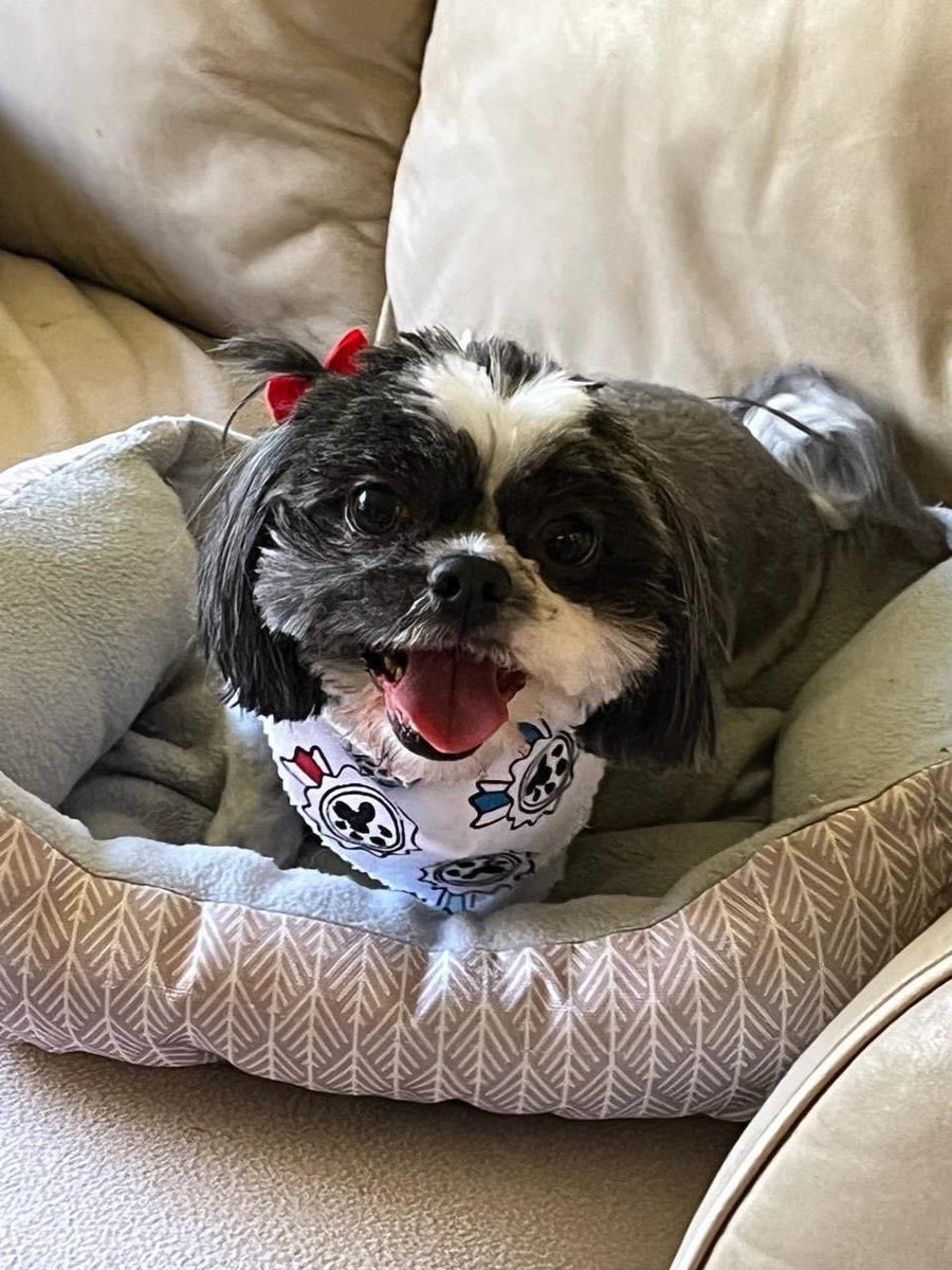 Meet Peanut! 7 year old Shih Tzu mix is reserved at first but quickly changes her mind wants attention. She loves other small dogs and just wants to play. She is pee pad trained and goes outside when able. She just wants a family. Apply: coldnosewarmheart.org/dog-applicatio…