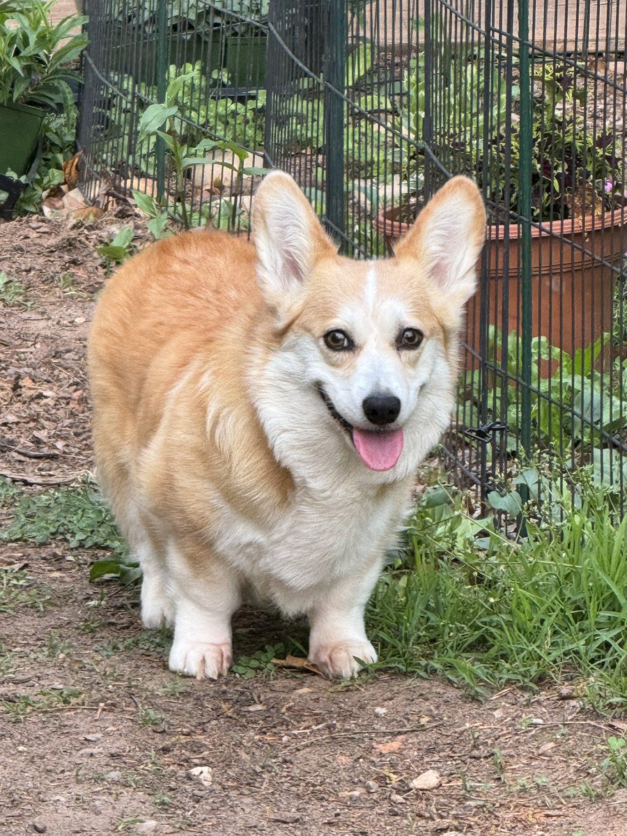 This pretty corgi, Sally, lost her battle with lymphoma today. She was such a sweet girl who loved everyone. A sad day for all of us who loved her.