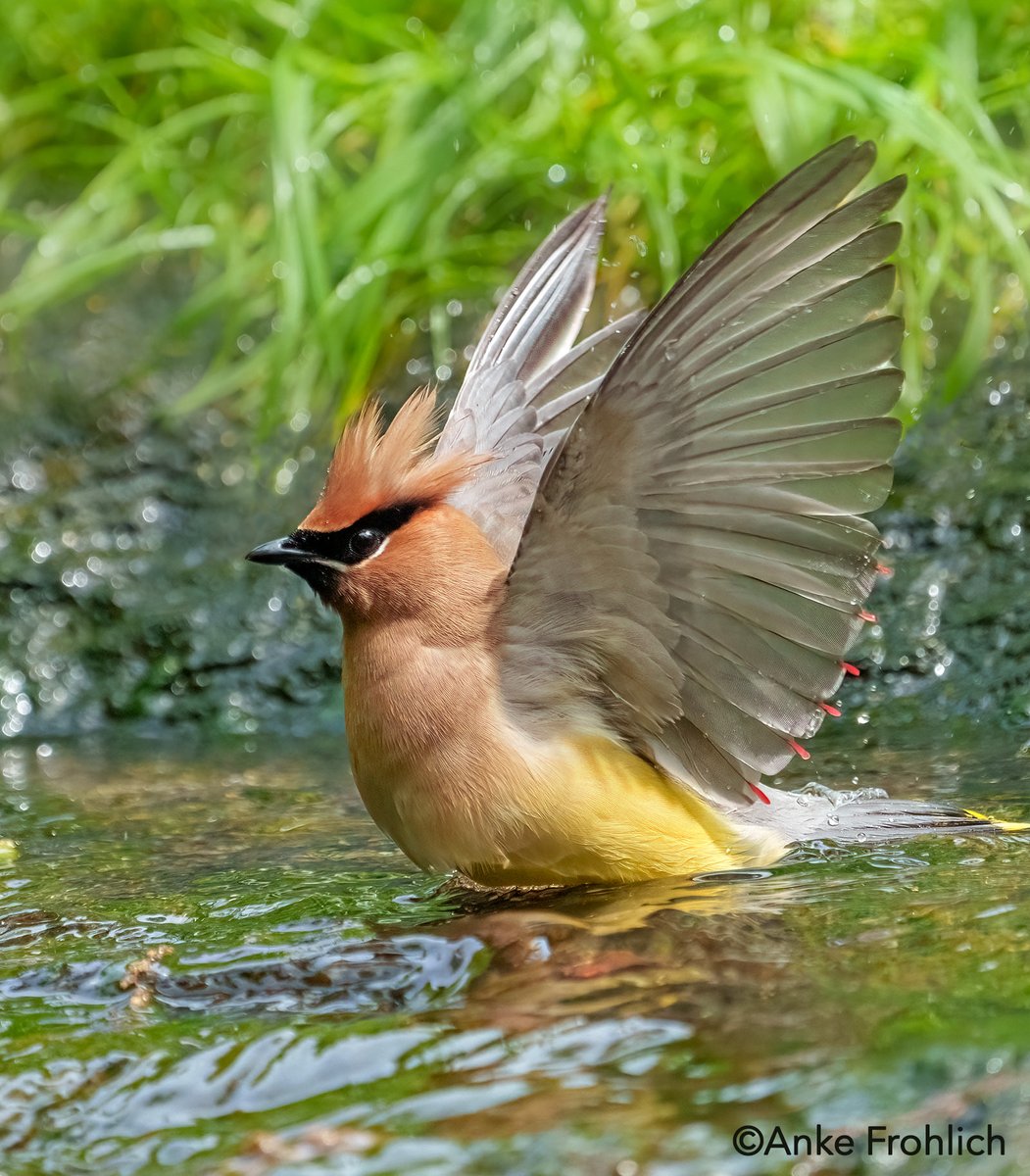 An abundance of Cedar Waxwings visited Central Park’s bathing rock today for a refreshing dip. Here you can see the red, waxy feather tips on this bird’s secondary feathers.

#nyc #CentralPark #birdcpp #birdwatching #inaturalist #springmigration #warbler #birds #birding #birdcpp