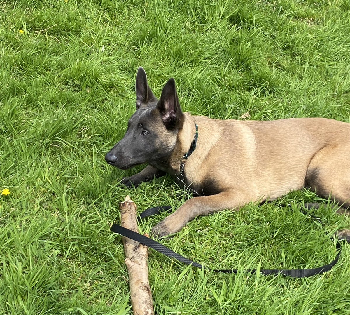 My lovely boy Ares! 🐶💖