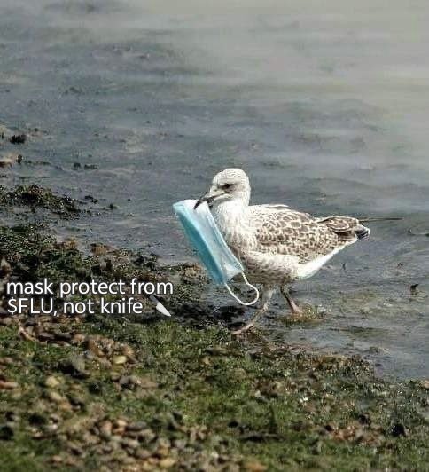 bird with mask tweet media