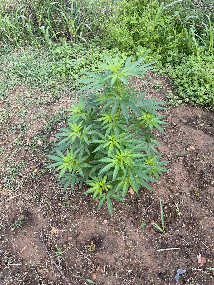 No one is going to tell me how much medicine I can grow I ma grow enough to last through the winter