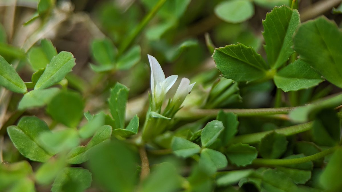 Tom Ward tweet media