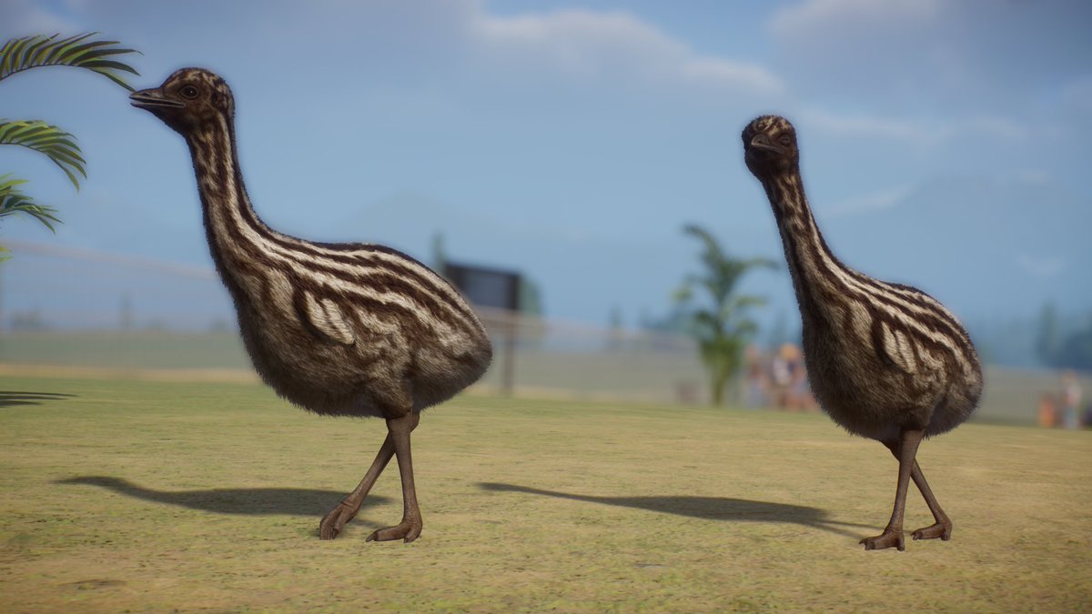 Emus!☺️

#PlanetZoo