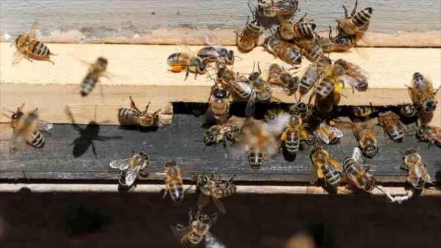 🐝💔 Preocupación mundial por la dramática disminución de las poblaciones de abejas debido al #CalentamientoGlobal. Un estudio revela que las altas temperaturas están causando estragos en las colmenas, poniendo en riesgo a estos cruciales polinizadores. #Abejas #MedioAmbiente