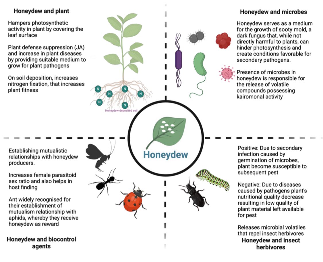 JAMIN ALI (@jamin_ali_ali) on Twitter photo Honeydew: A keystone in insect–plant interactions, current insights and future perspectives
onlinelibrary.wiley.com/doi/10.1111/je… @biotbiotech <a href="/PI_Interactions/">Insect-Plant Interactions</a> Honeydew: A keystone in insect–plant interactions, current insights and future perspectives
onlinelibrary.wiley.com/doi/10.1111/je… @biotbiotech <a href="/PI_Interactions/">Insect-Plant Interactions</a>