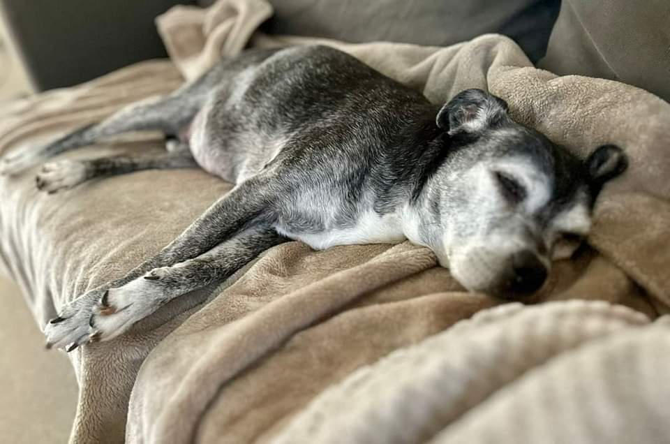 Patsy here to say sweet dreams!
I'm at my fosty mamma's house enjoying a nice nap 🥰
I'm not ready for adoption yet but keep an eye on our site to see me & my fwiends when we're ready & to look at Mutley, who's waiting patiently for his furever home 🏡 
seniorstaffyclub.co.uk/adopt-a-staffy… ❤️