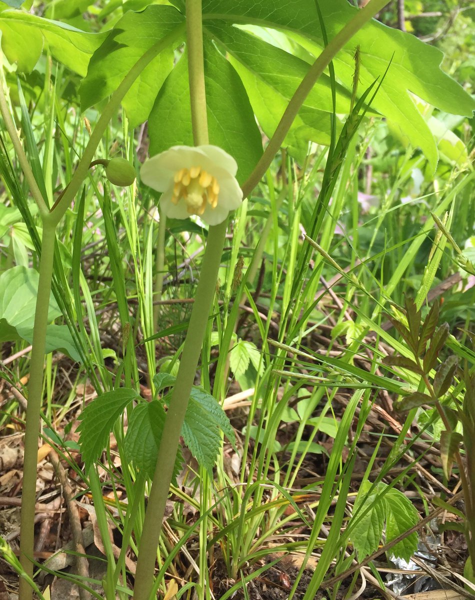 #educatorsONtherun #RWRunStreak Day 1630           A hilly 3.1 miles (5.1 km) run this afternoon. The trilliums are beginning to wane but the mayflowers are beginning to bloom. #RunEveryDay