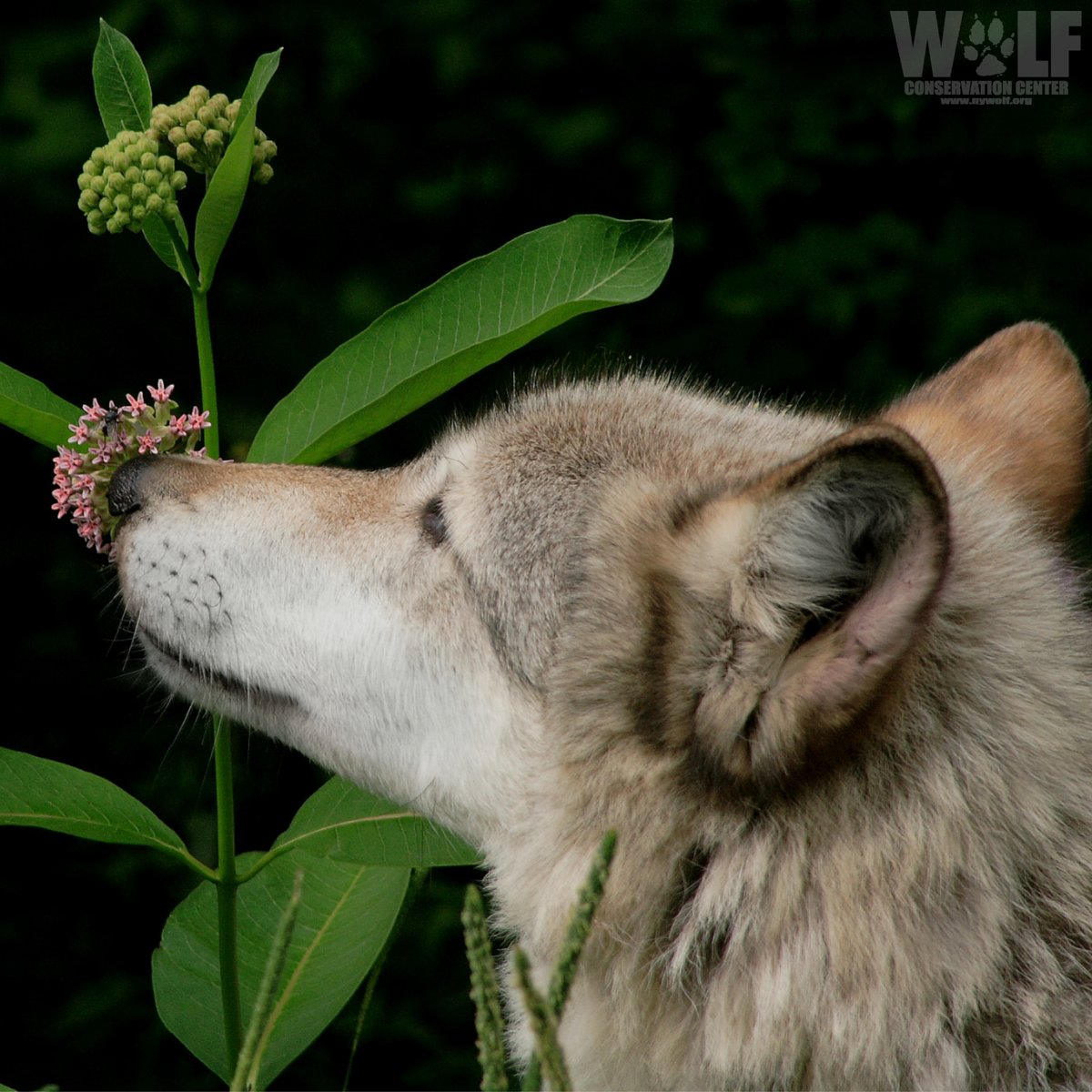 Appreciate wolves. Appreciate nature. Never take them for granted 🐺🌸