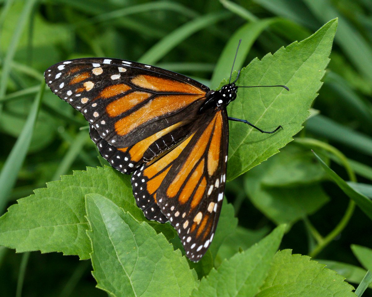 A female monarch butterfly in the backyard today! #butterflies #Lepidoptera #Illinois #nature #photography #wildlifephotography #photographylovers #SaveTheMonarch