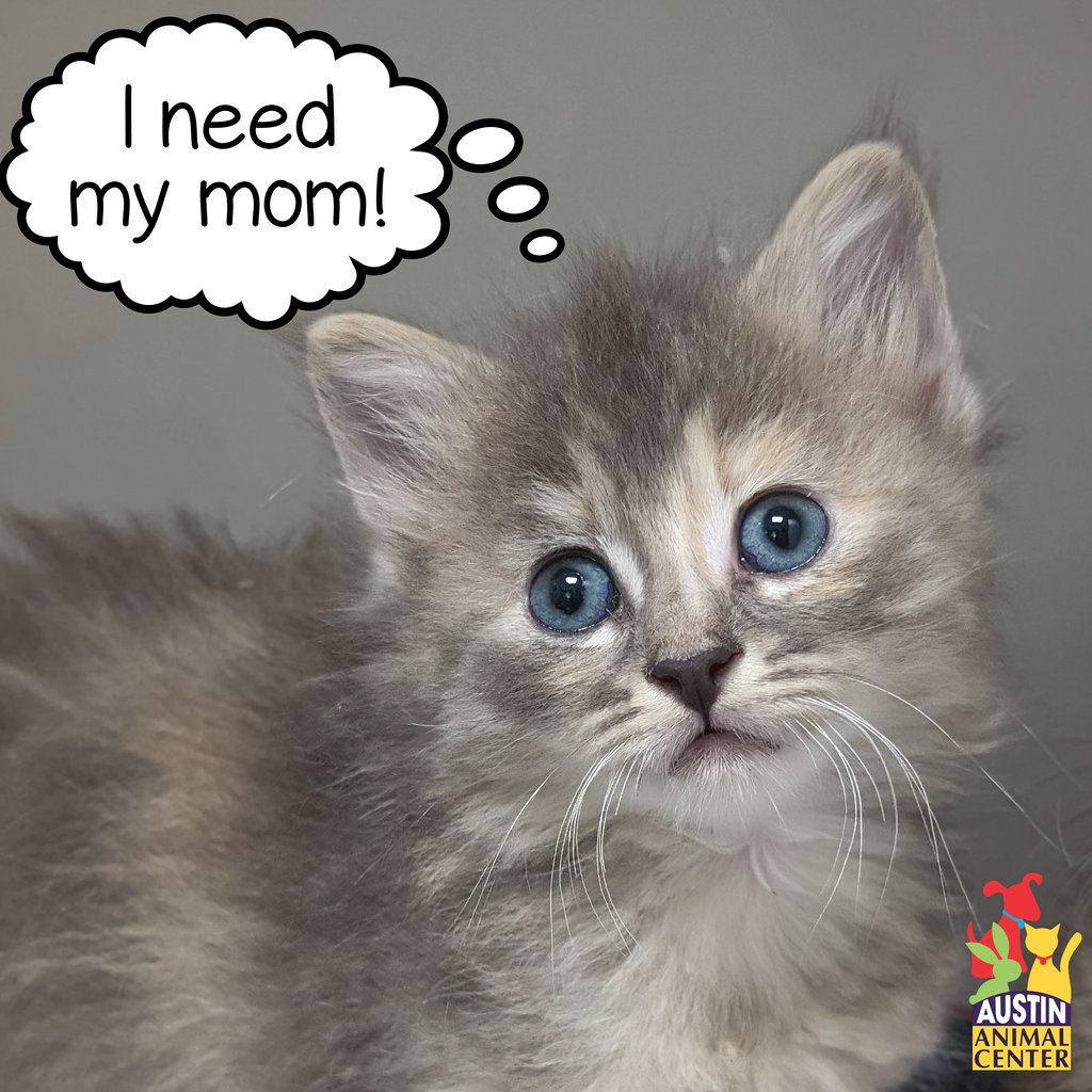Listen, we get it. Kittens are ridiculously cute and you just wanna go 'SQUEEEEEE' and steal them away from their mom. But that's kitnapping and that's wrong. If you find kittens, follow our Kitten Guide for what to do next: bit.ly/nokitnapping
