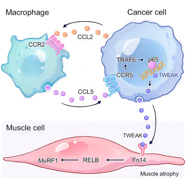 The crosstalk between macrophages and cancer cells potentiates pancreatic cancer cachexia dlvr.it/T6tmsG
