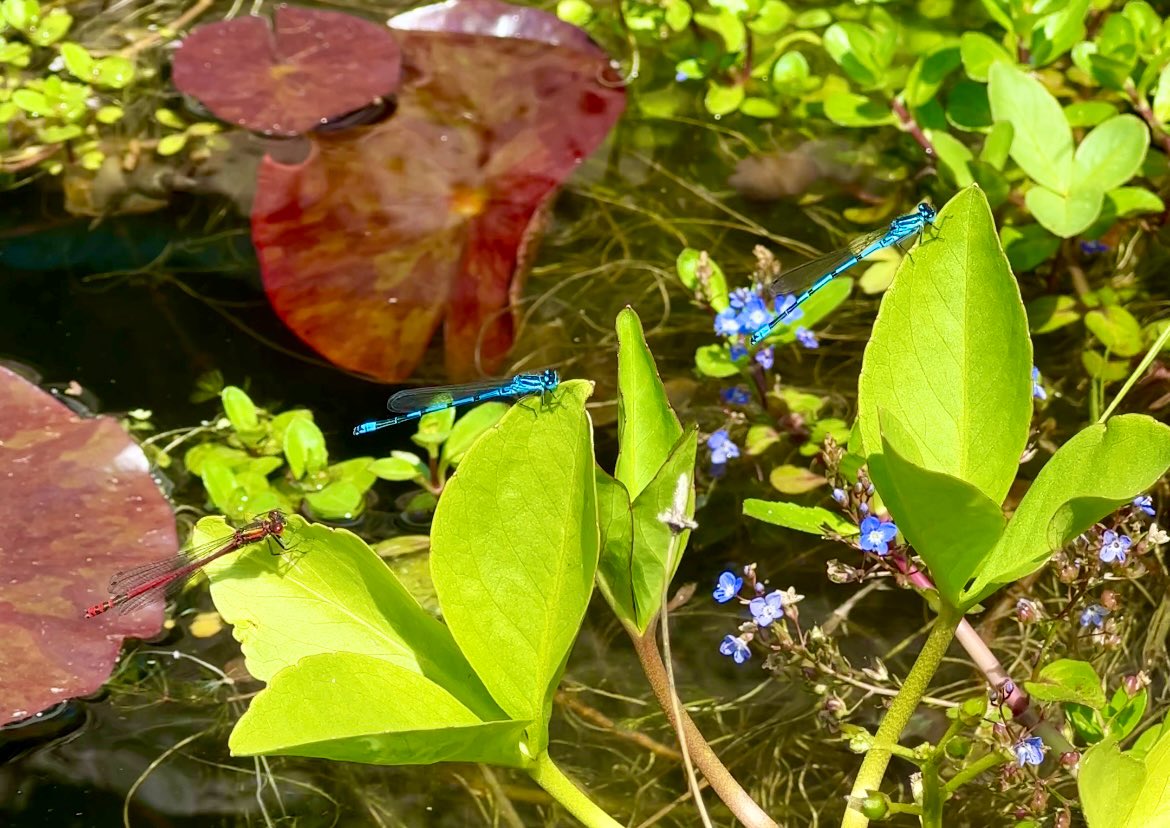 Last year I created a mini #wildlifepond in my front #garden. Today, I welcomed the arrival of a new species of #damselfly - the Large Red Damselfly. It very kindly posed alongside two Azure Blue Damselflies 😍 #WildlifeFrontGarden