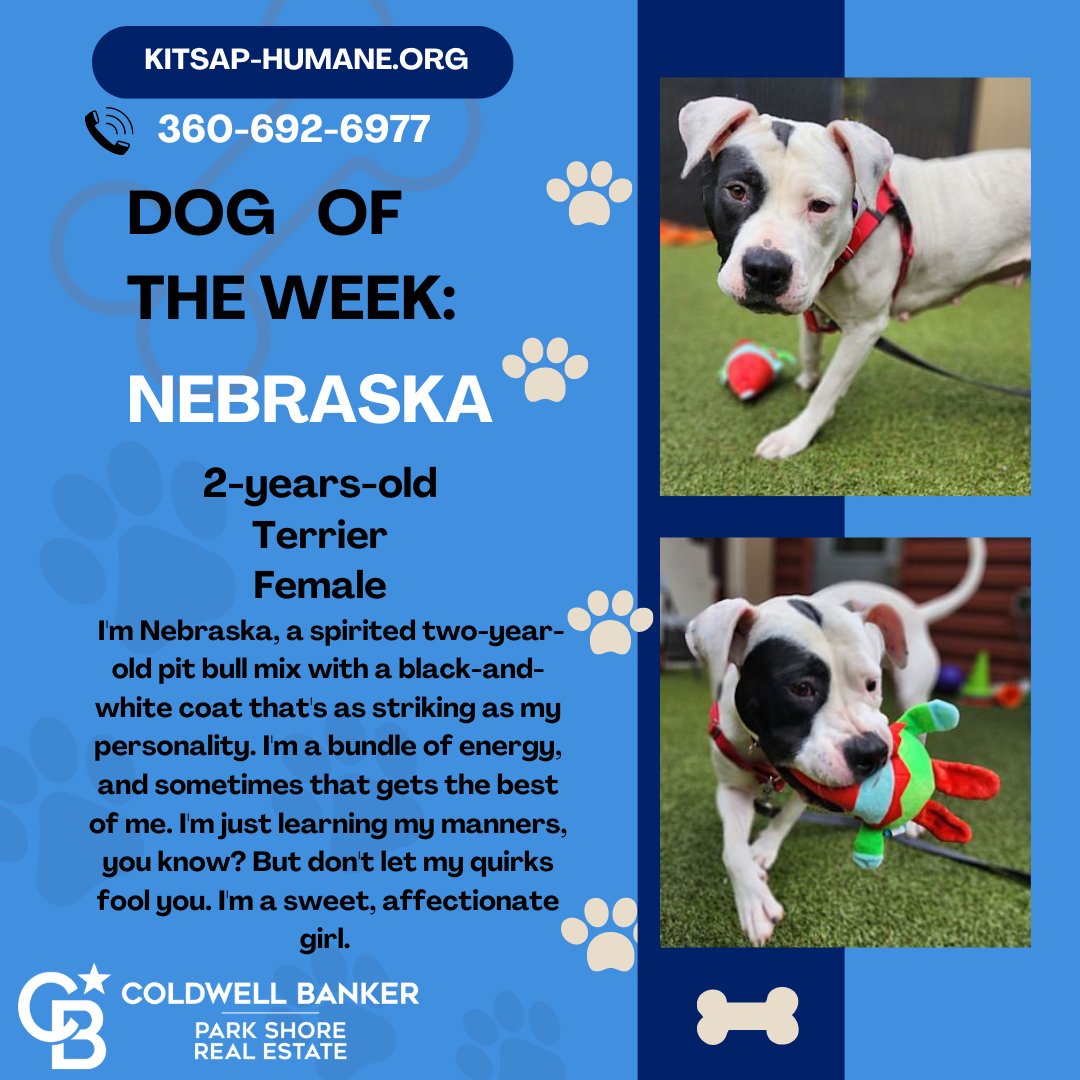 #dogoftheweek
Hi I'm Nebraska,  2 year old pit bull mix. I'm a bundle of energy, & sometimes that gets the best of me. I'm just learning my manners, you know?   I'm a sweet, affectionate girl who just wants someone to love and be loved in return.  🐶💙 #adopt #Rescue