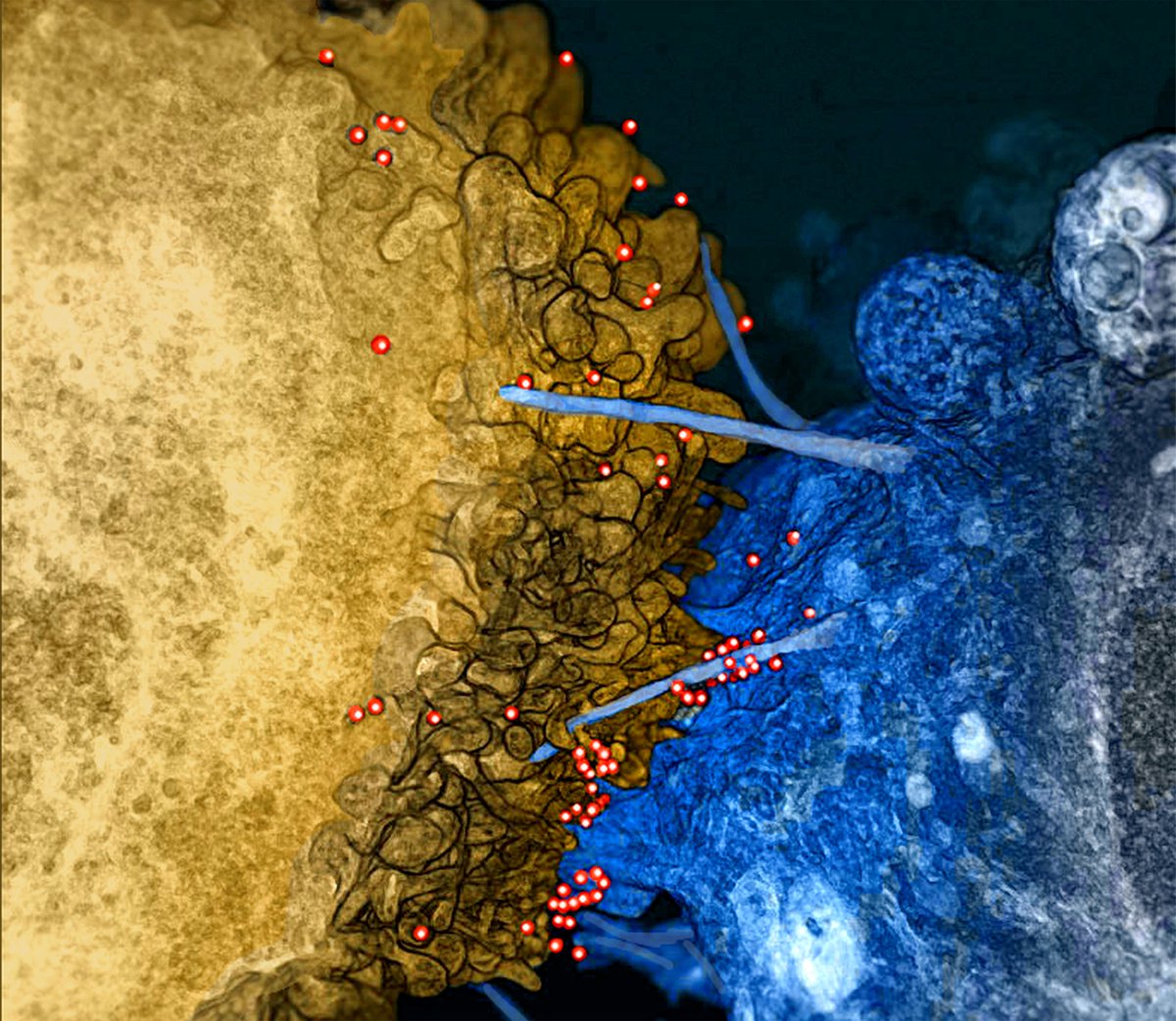 A new paper by Fudan University scientists supports the potential of M10 CAR-T cells as a novel, safe, and effective therapeutic option for the functional cure of #HIV-1/#AIDS.

✔️ Read it here:
go.nature.com/3woHnze