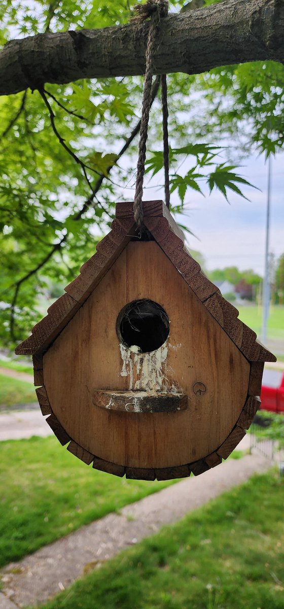 There's a full birdhouse outside my window. I couldn't get any closer than this for a picture without scaring them, but there are quite a few babies! I have another birdhouse with a family, too, but they're harder to see. They start chirping at 5AM for breakfast and this is how