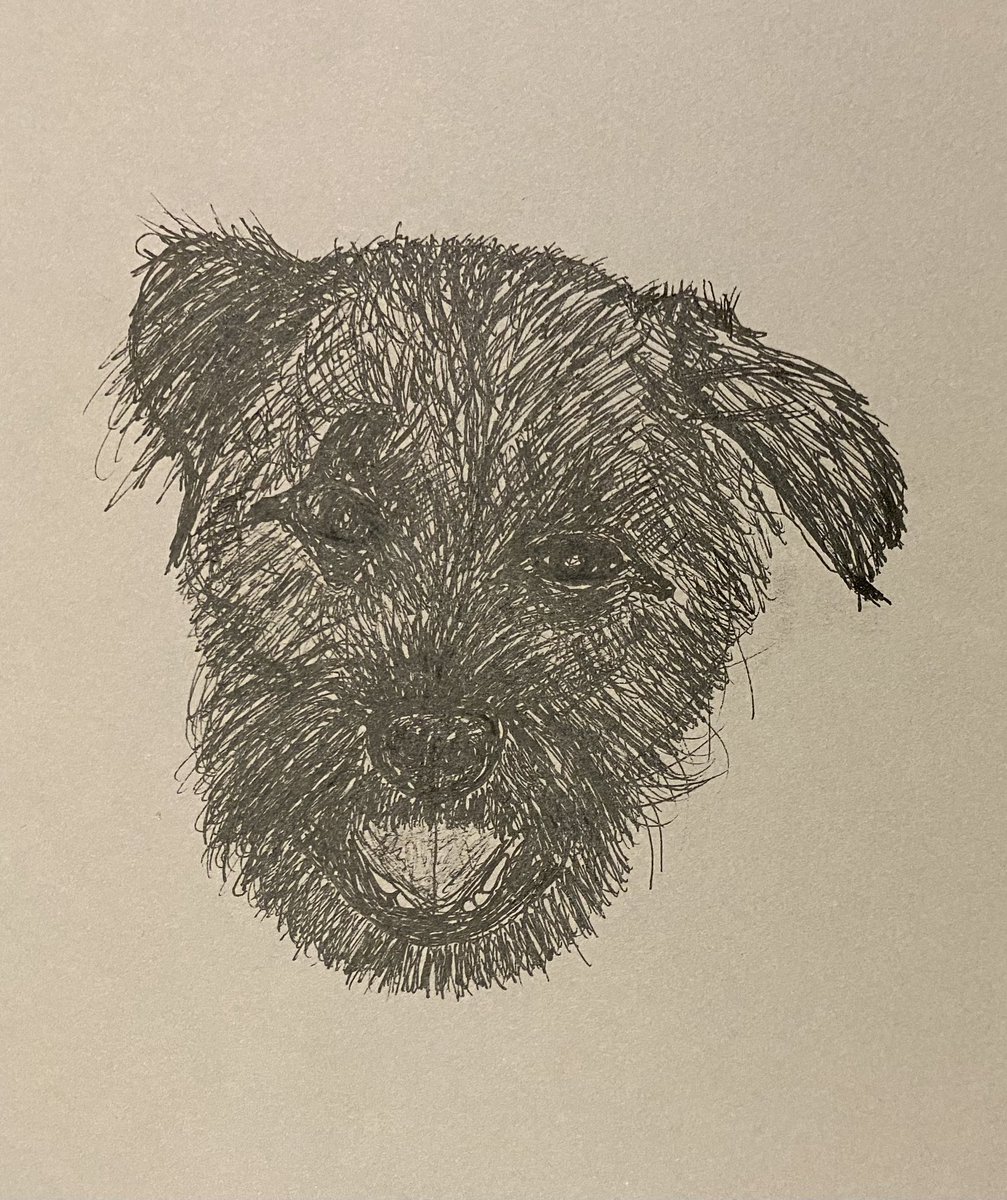 Erm, is this a sketch of a Border Terrier @sallyacb275?