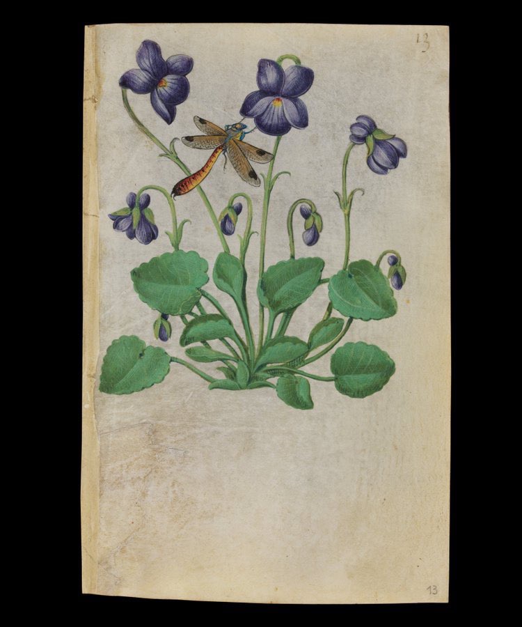 Sweet Violet [Viola odorata] with a dragonfly, Book of Flower Studies, c. 1510–1515, Master of Claude de France (Met Museum)