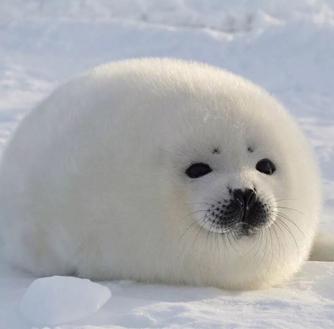 Seals (@dailyseals) on Twitter photo 2024-05-14 21:29:09