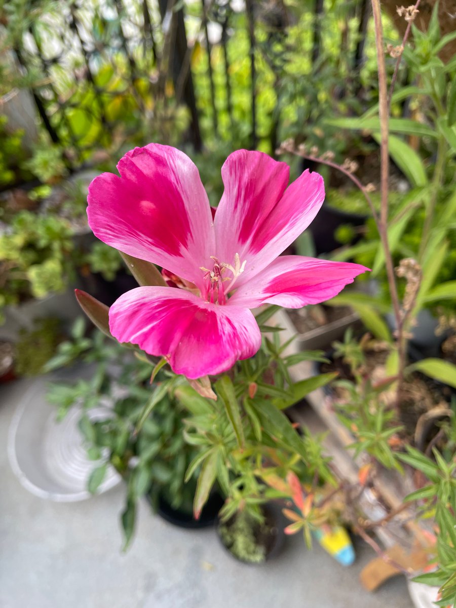 TodayBotany's tweet image. Clarkia are blooming