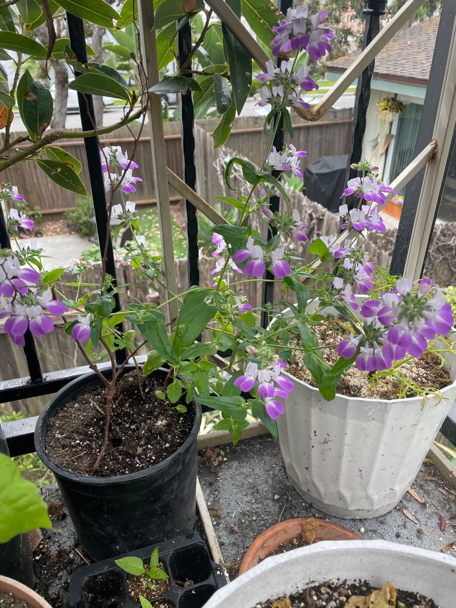 TodayBotany's tweet image. Collinsia Heterophylla are blooming too.