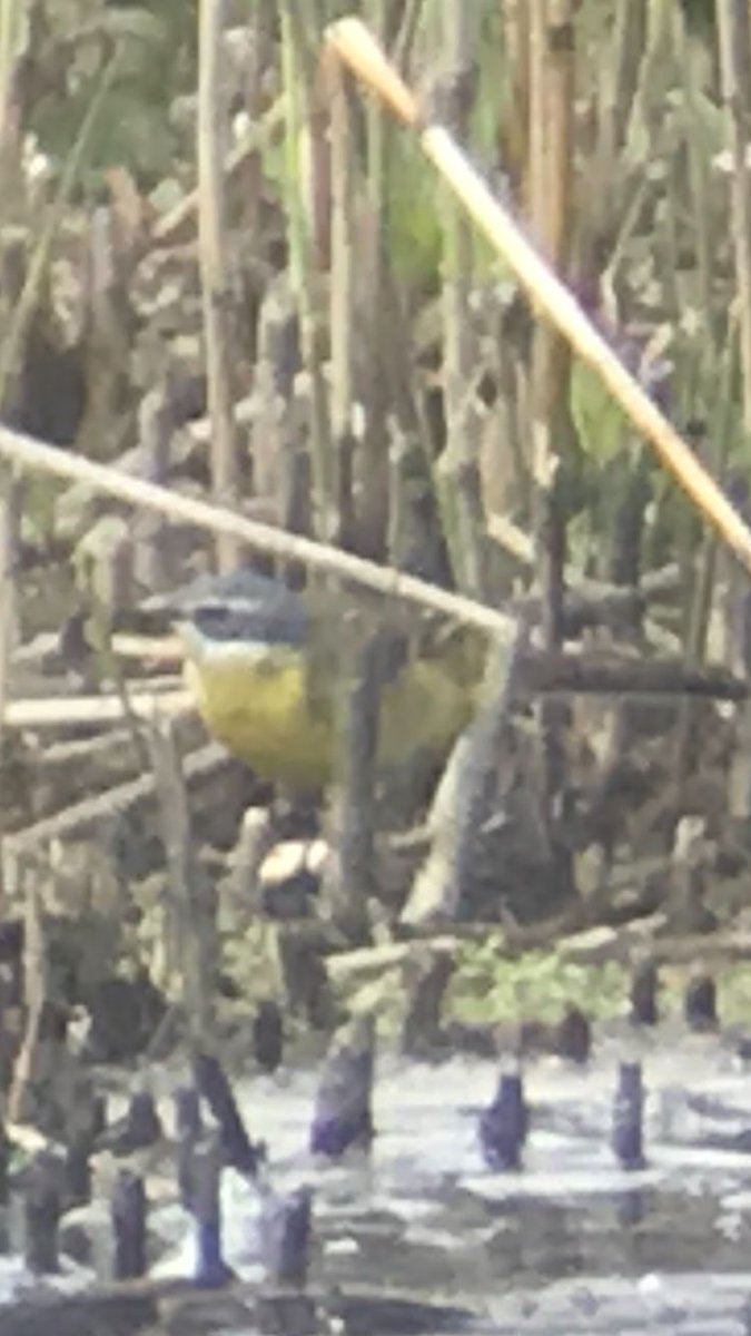 The 'southern-type' Yellow Wagtail at Marazion proved an educational bird this afternoon, although attempts to get a sound recording were unsuccessful. Turtle Dove (!!) And GWE other highlights at the site. Photo credits @drage_james @CBWPS1