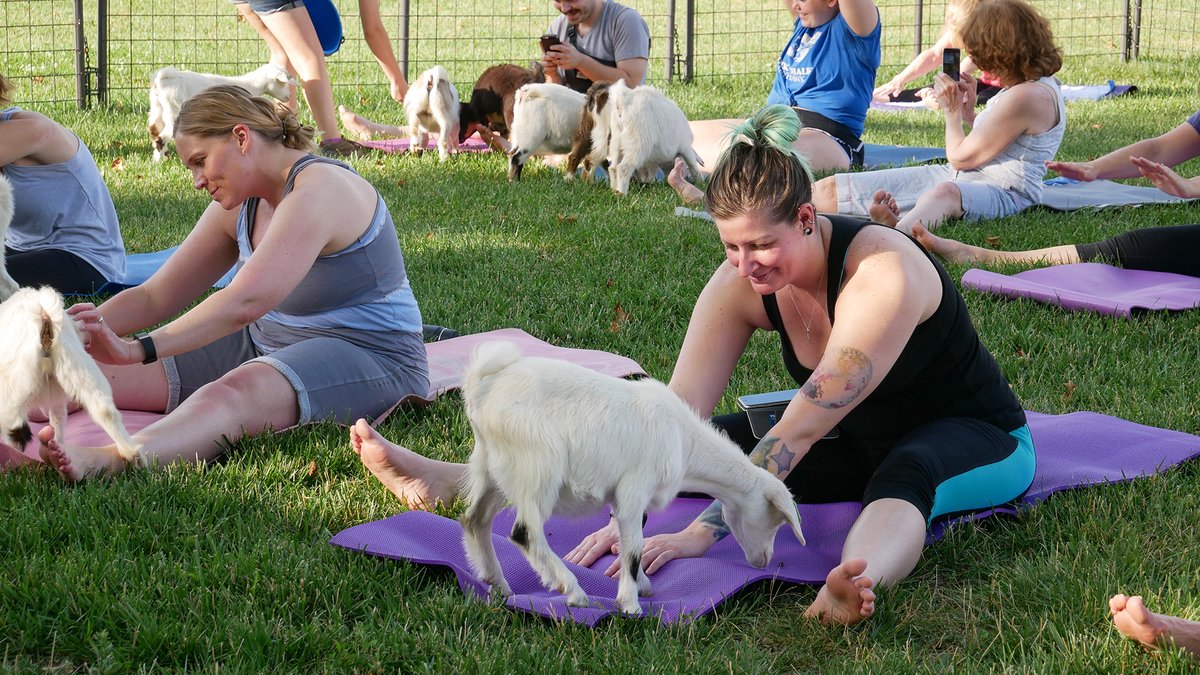 Get ready to strike a 'downward goat!' Goat Yoga is hoofing its way back to @drcfarmstead this summer! 🧘‍♀️

Whether you're a yoga pro or just 'kidding' around, join us for sessions throughout June, July and August. Learn more and register at bit.ly/3WJMOmS.