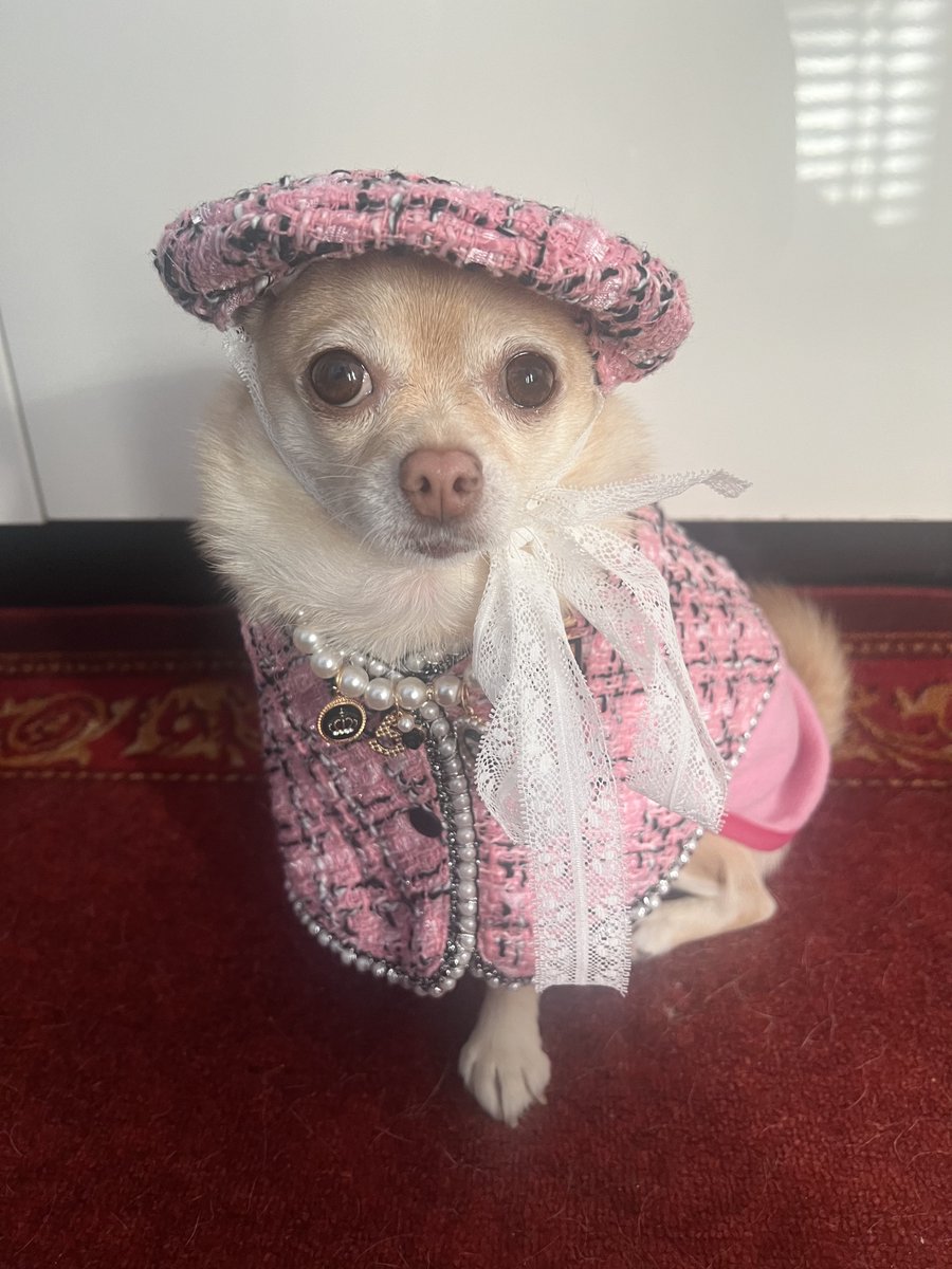 Wearing Pink in a Wednesday is a given now. I can now twin with my other members of the Tater Tot Squad since they too now have this outfit🐾 #tinkerbellthepomchi #dogsofx #pomchi #dogsoftwitter #tatertotsquad