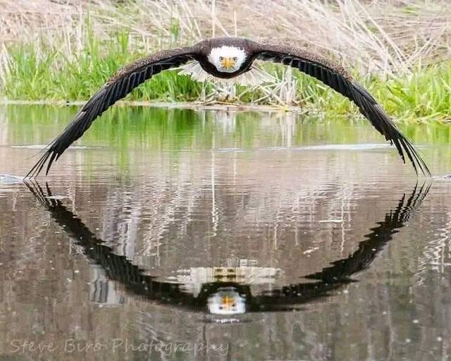 Spectacular!!
This photographer skillfully captured a stunningly symmetrical reflection of a beautiful Bald Eagle at the Canadian Raptor Conservancy 📷
Photo by Steve Biro