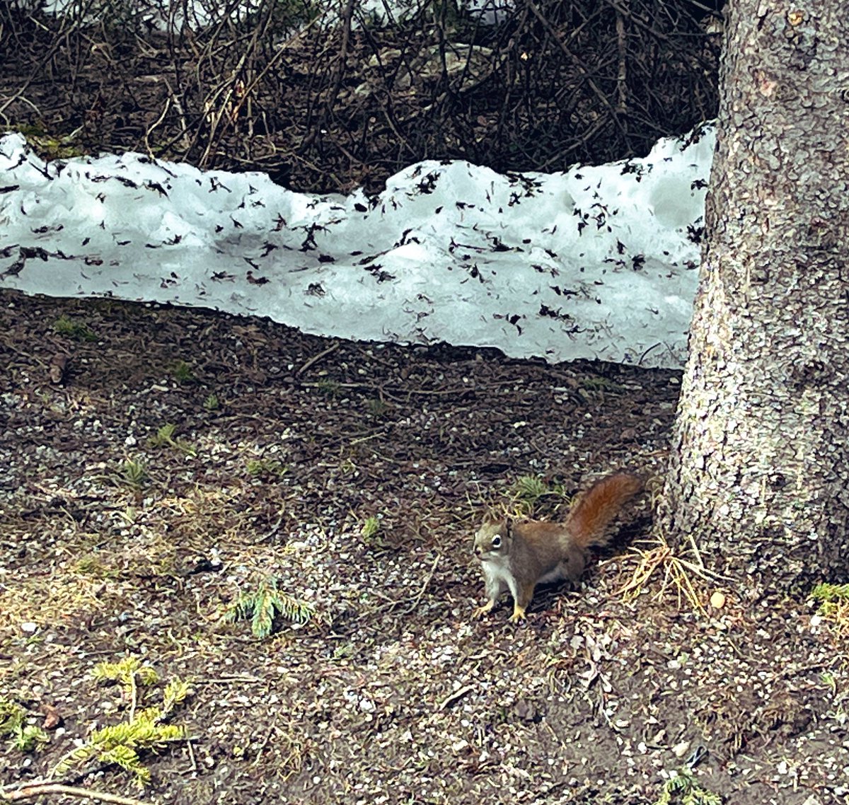 Spotted this cutey! 🐿️