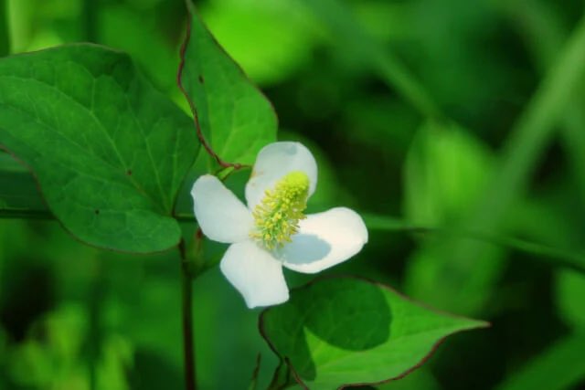 ☘️5月15日☘️ おはようございます🌞 Happy Wednesday 🌵🌺 通勤や移動時間を有効活用して。自己啓発… 良い一日をお過ごし下さい🙇 今日の誕生花 ✨カンパニュラ 　感謝、誠実 ✨ドクダミ 　白い記憶、野生