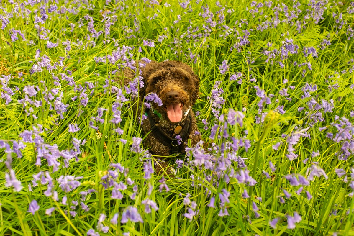 The dog on her long weekend! Rosemary was off doing a gravel event when we were on a giant walk!