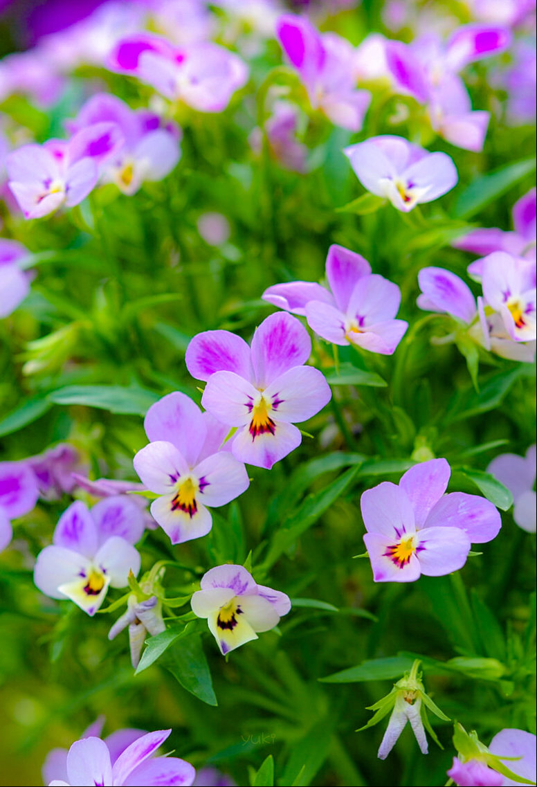 MSKガーデンの小輪ビオラ 「フルーレット ラビットピンク」 #私が育てたお花 #春の写真でいっぱいにしよう #TLを花でいっぱいにしよう