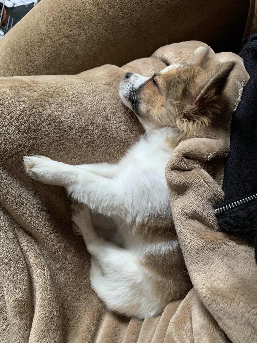 Look at this baby sleeping in my lap. Hard to believe this little 3+ pounder took me out-of-action for a good week. Good news though, the prednisone kicked in and I am feeling much better today.