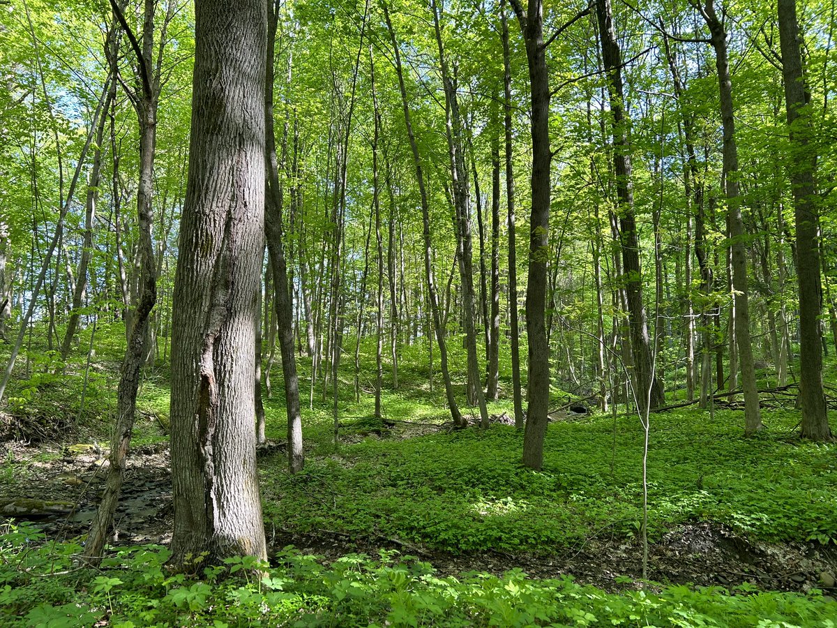 Nothing is more refreshing and renewing than taking a purposeful pause for an evening run through the woods. Spring is beautiful.