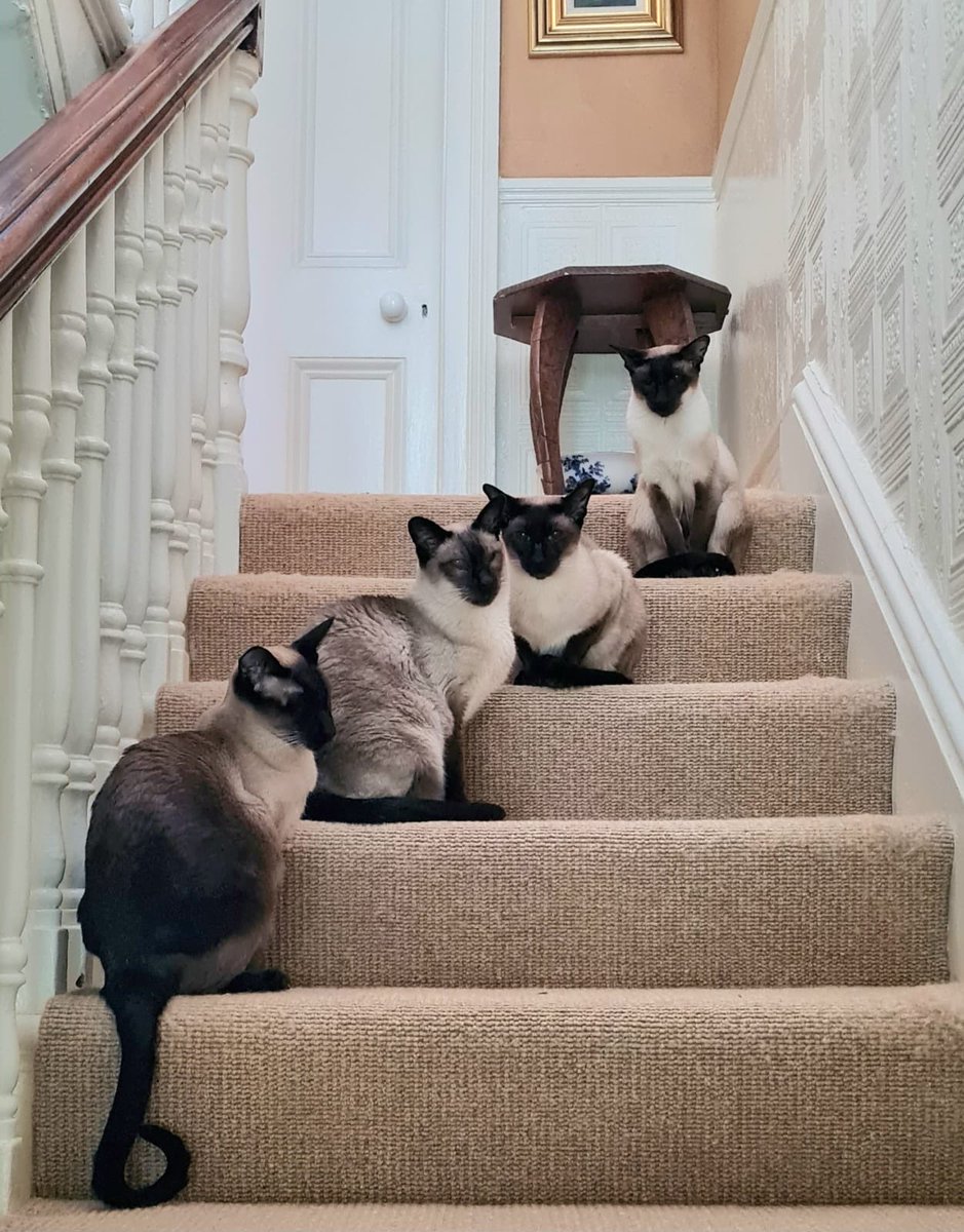 Goodnight from the boys! Garbo downstairs. #hurryup #siamese
